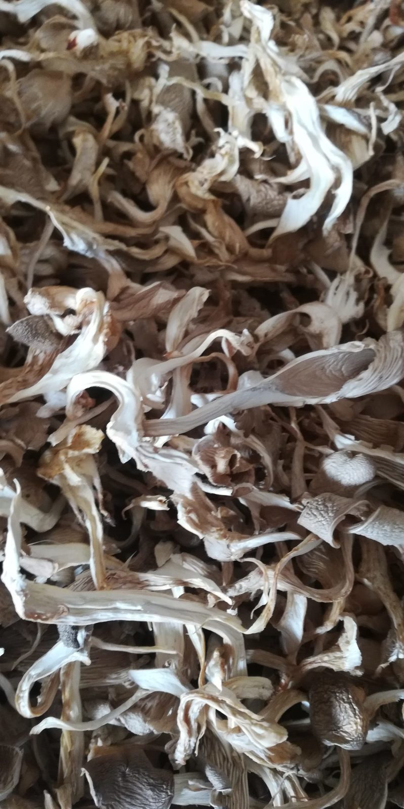 香菇条剪根，白，大小均匀可以订做。香菇丝电力烤干，需要的