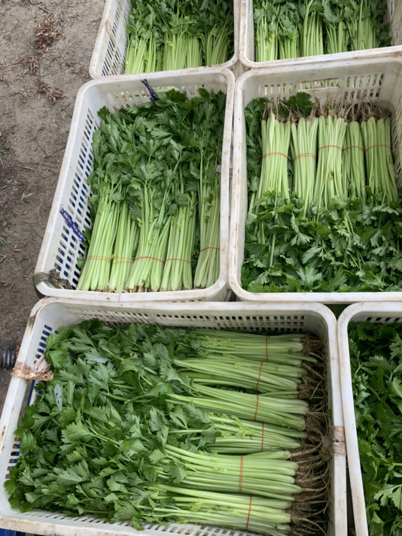 【精选】一级香芹批发大量上市商超品质基地直供