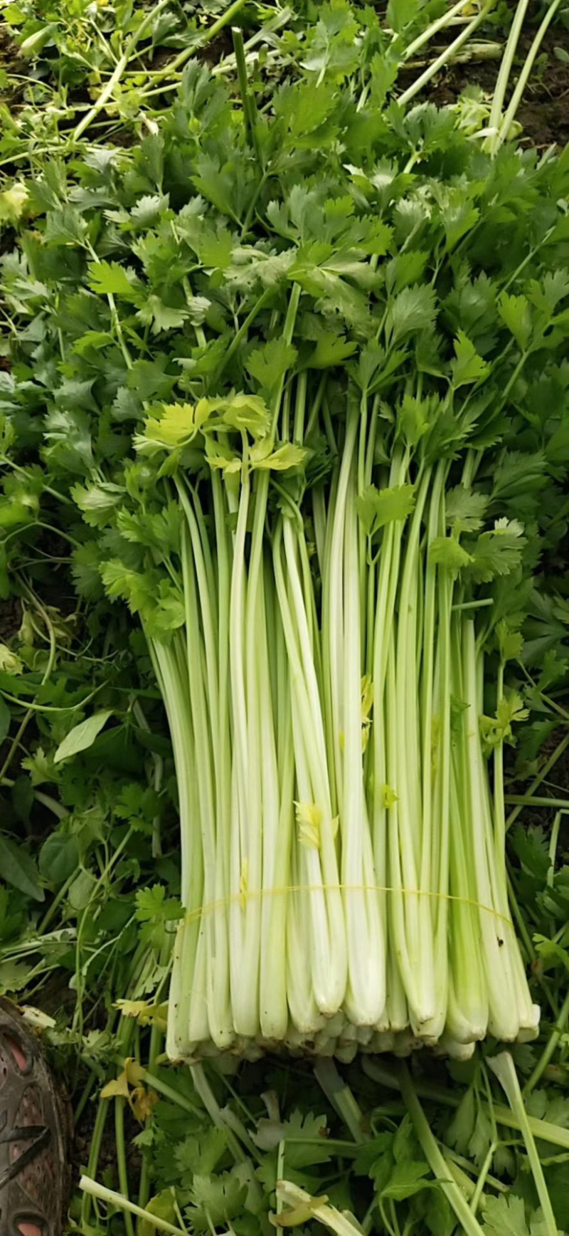 【精选】一级香芹批发大量上市商超品质基地直供