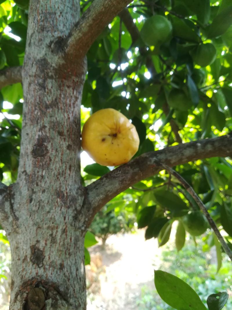 供应龙蒙果苗，芒果苗，黑黄皮果苗