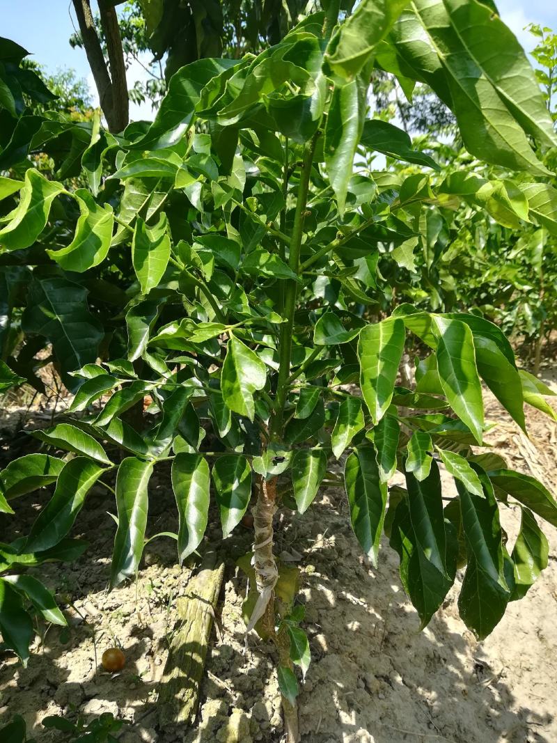 供应龙蒙果苗，芒果苗，黑黄皮果苗