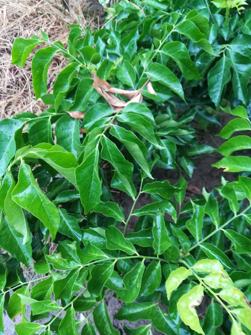 供应龙蒙果苗，芒果苗，黑黄皮果苗