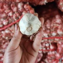 山东优质四六瓣红皮蒜种，蒜头，质量很好，出苗率很高！！