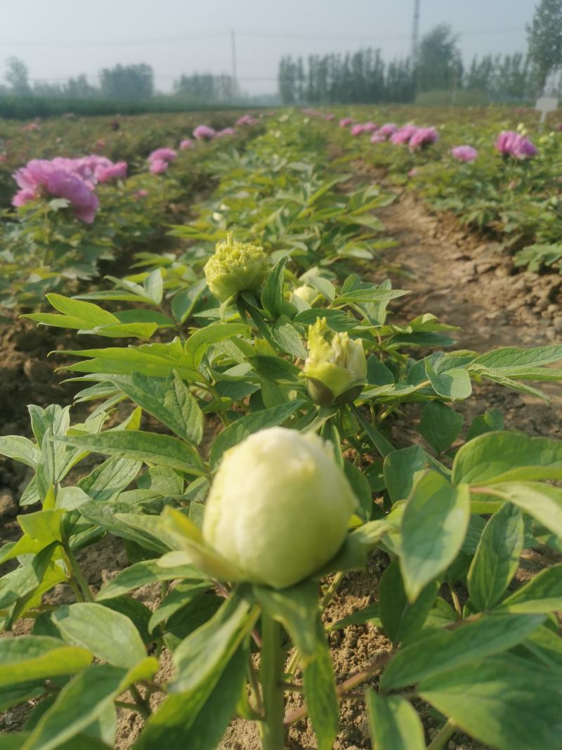 牡丹花苗1到5年生标准嫁接苗牡丹基地直销包活包开