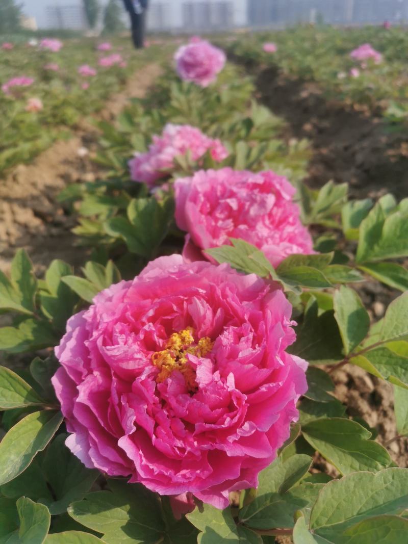 牡丹花苗1到5年生标准嫁接苗牡丹基地直销包活包开