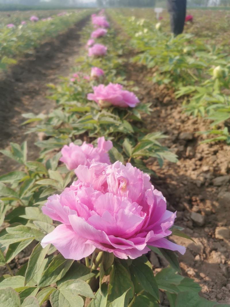 牡丹花苗1到5年生标准嫁接苗牡丹基地直销包活包开