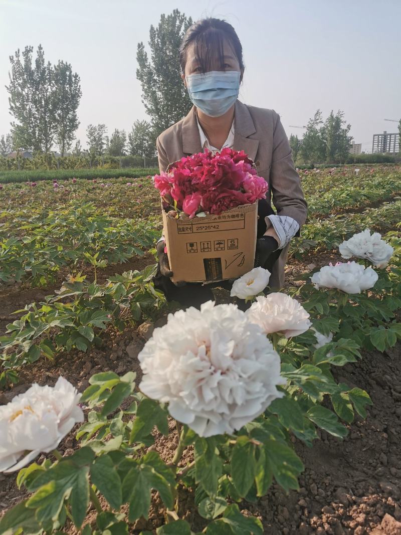 牡丹花苗1到5年生标准嫁接苗牡丹基地直销包活包开