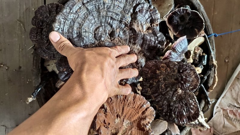 野生灵芝枫树头紫灵芝，鲜货、干货欢迎各位同行朋友来咨询。