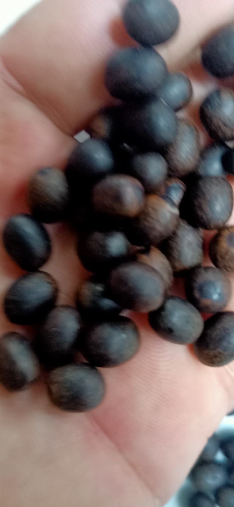 美人蕉种子，红花美人蕉种子，水生植物种子，水生美人蕉种子