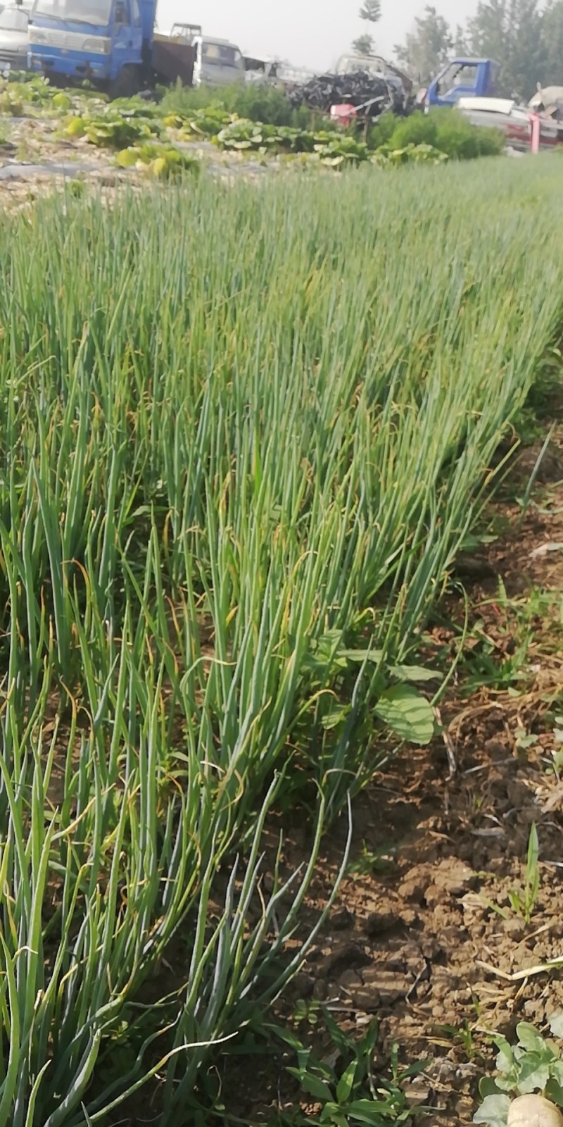 花生（水果花生）四粒多花生，鮮花生可以出了，口感好，安全