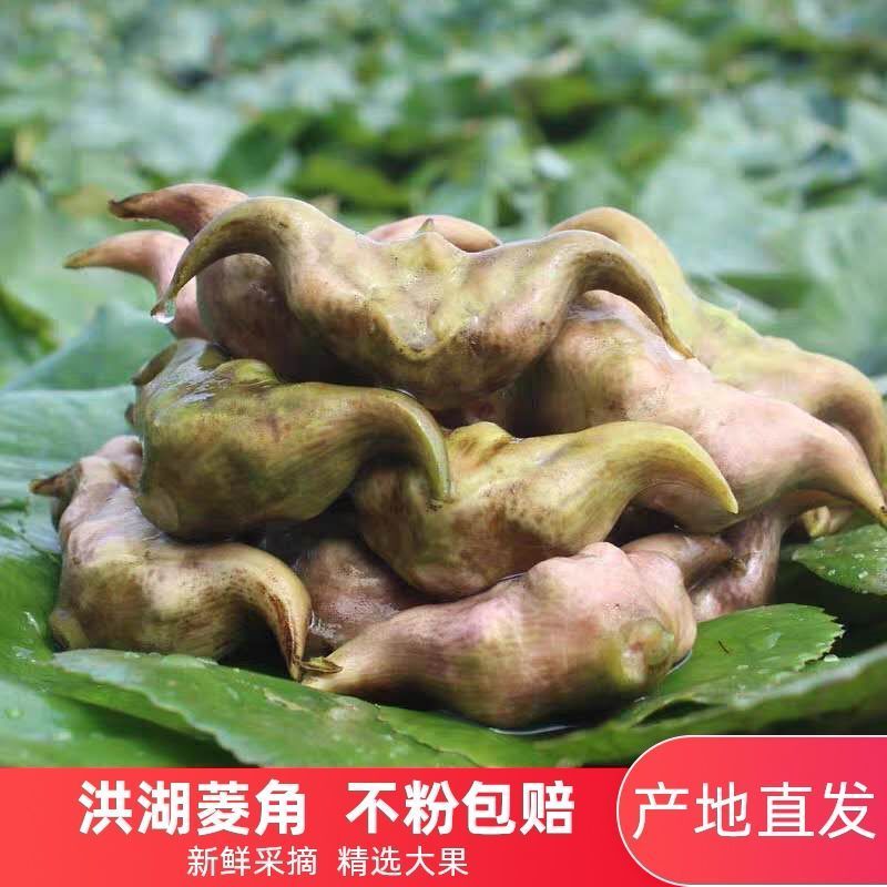 洪湖新鲜菱角粉糯老菱角现摘现发1斤3斤5斤装当季时令蔬菜