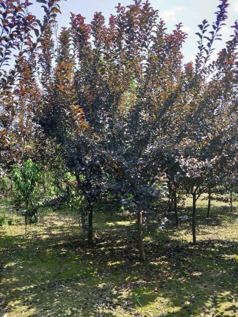 紫叶李，5公分-12公分紫叶李，8公分紫叶李，10紫叶李