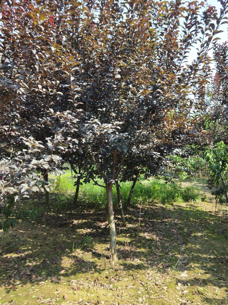 紫叶李，5公分-12公分紫叶李，8公分紫叶李，10紫叶李