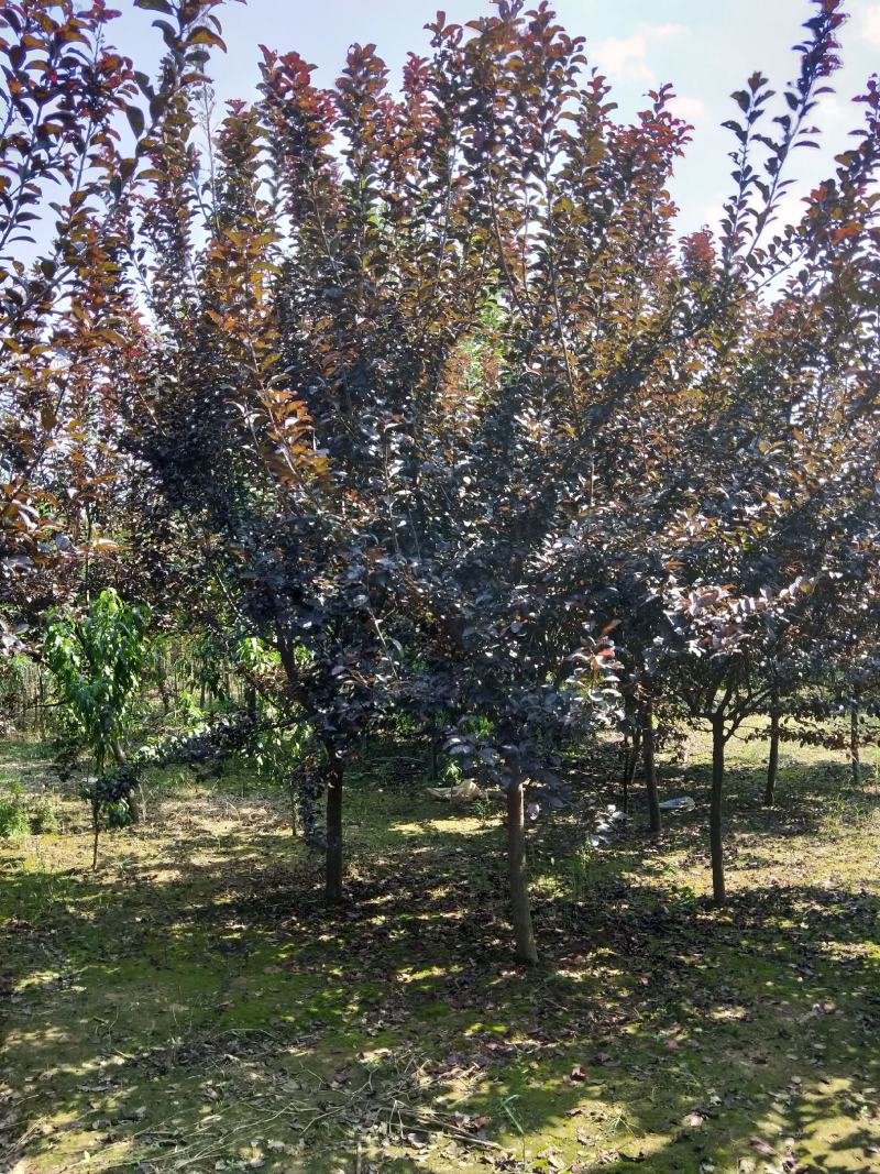 紫叶李，5公分-12公分紫叶李，8公分紫叶李，10紫叶李