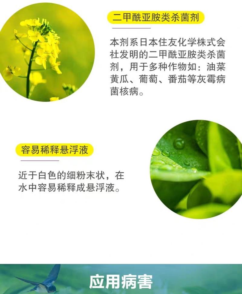 灰灵顿啶酰菌胺腐霉利西红柿蔬菜灰霉菌核病农药杀菌剂