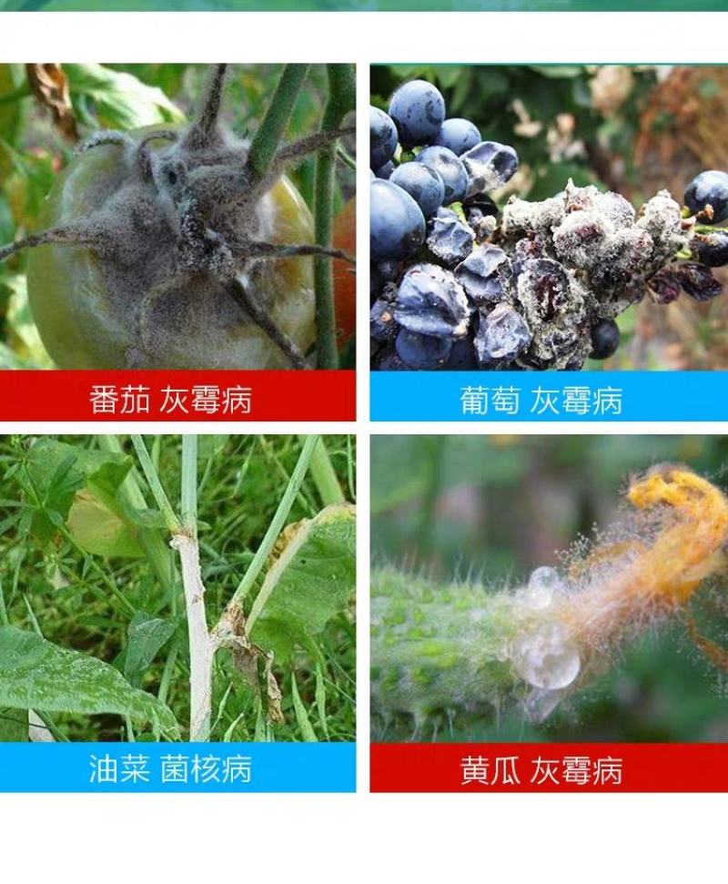 灰灵顿啶酰菌胺腐霉利西红柿蔬菜灰霉菌核病农药杀菌剂