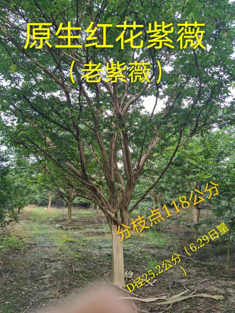 紫薇桩70多公分大大小小各种紫薇桩都有