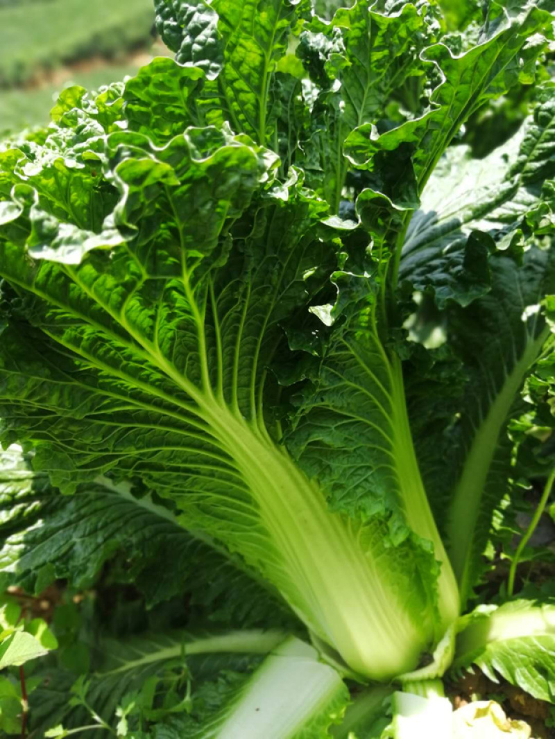 秋绿菜麻叶青，🥬露天菜山地麻叶青.....