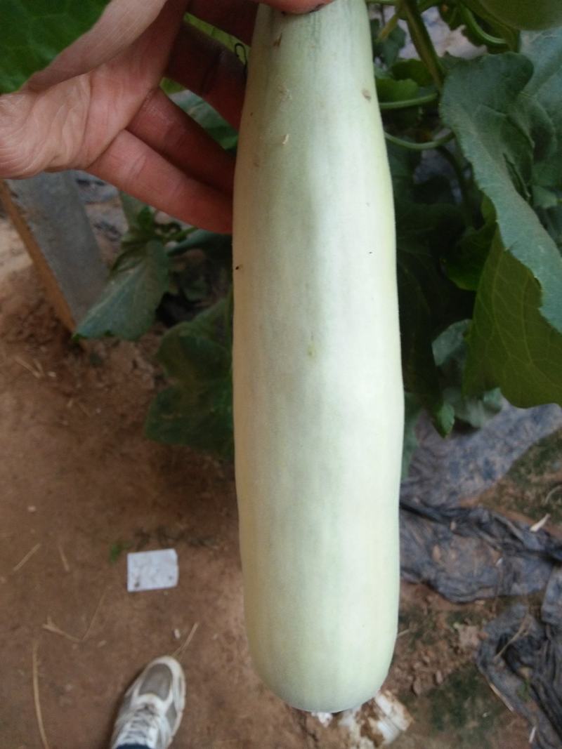 羊角蜜甜瓜/红瓤绿肉个头匀色泽好/电商一件代发/超市专供