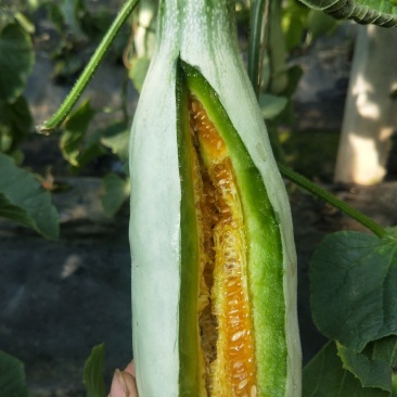 羊角蜜甜瓜/红瓤绿肉个头匀色泽好/电商一件代发/超市专供