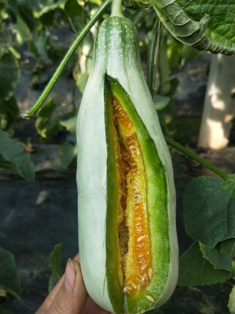 羊角蜜甜瓜/红瓤绿肉个头匀色泽好/电商一件代发/超市专供