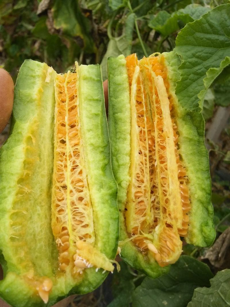 羊角蜜甜瓜/红瓤绿肉个头匀色泽好/电商一件代发/超市专供