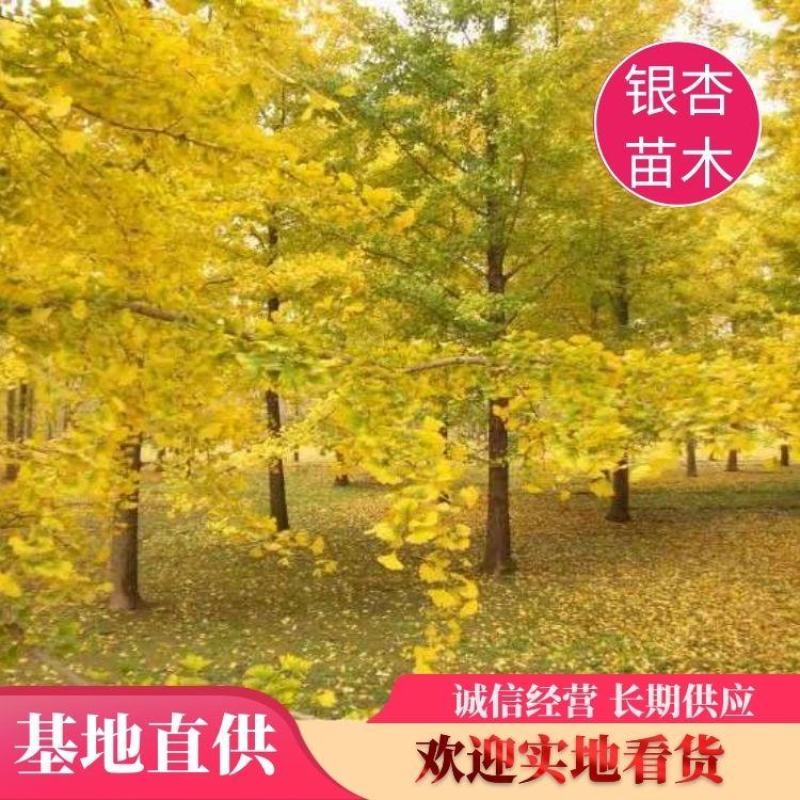 25公分银杏树，35公分银杏树，40公分银杏树，特价供应