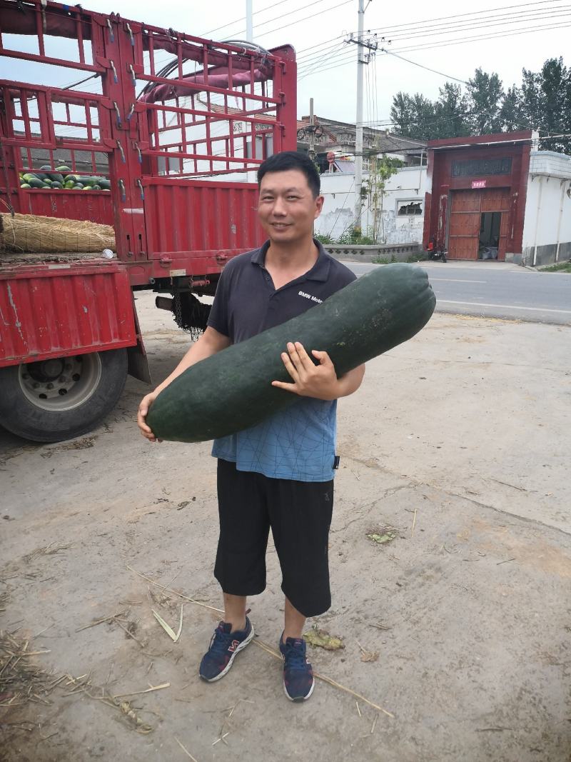 基地长条黑皮冬瓜代发，可视频看货，对接市场和商超