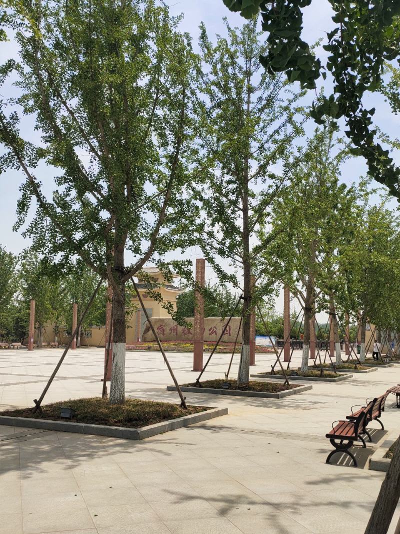 银杏树，银杏树苗产地，占地银杏树，绿化银杏小苗，薄利多销