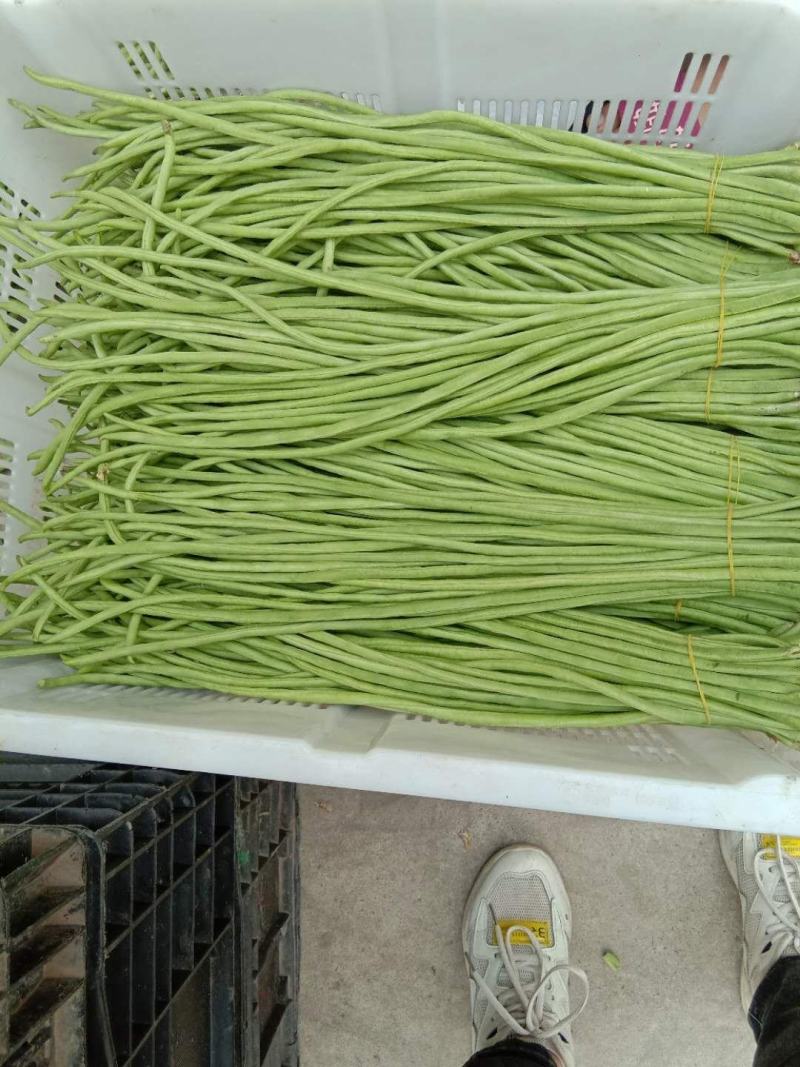 云南、长豆角70厘米以上、大量上市、泡豆角大量上市