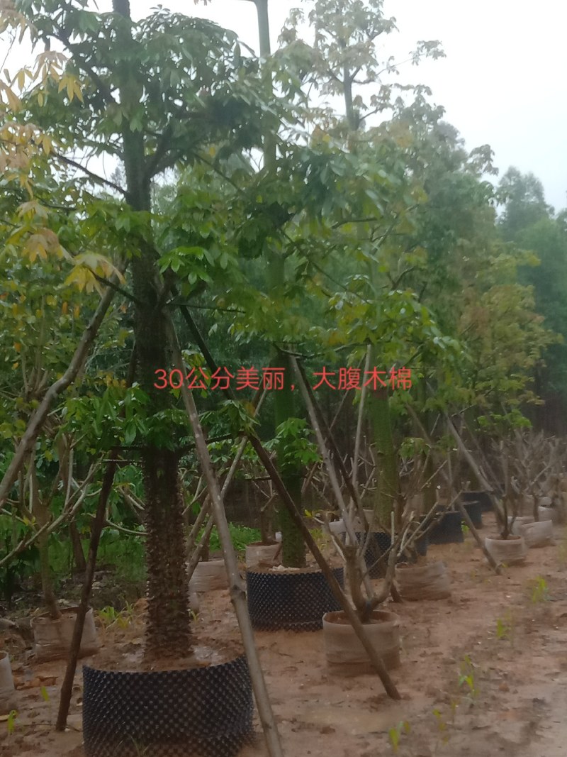 供应美丽，大腹木棉移植全冠苗