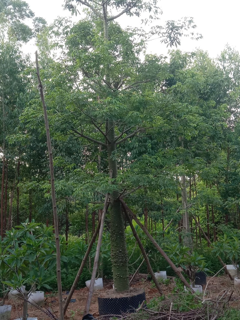 供应美丽，大腹木棉移植全冠苗