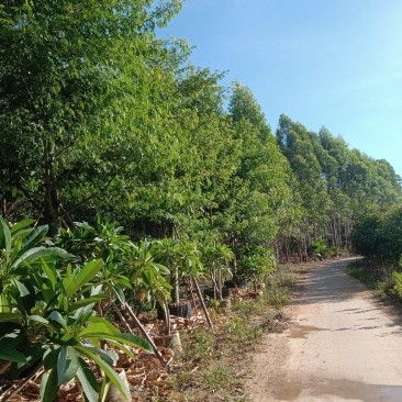 供应美丽，大腹木棉移植全冠苗