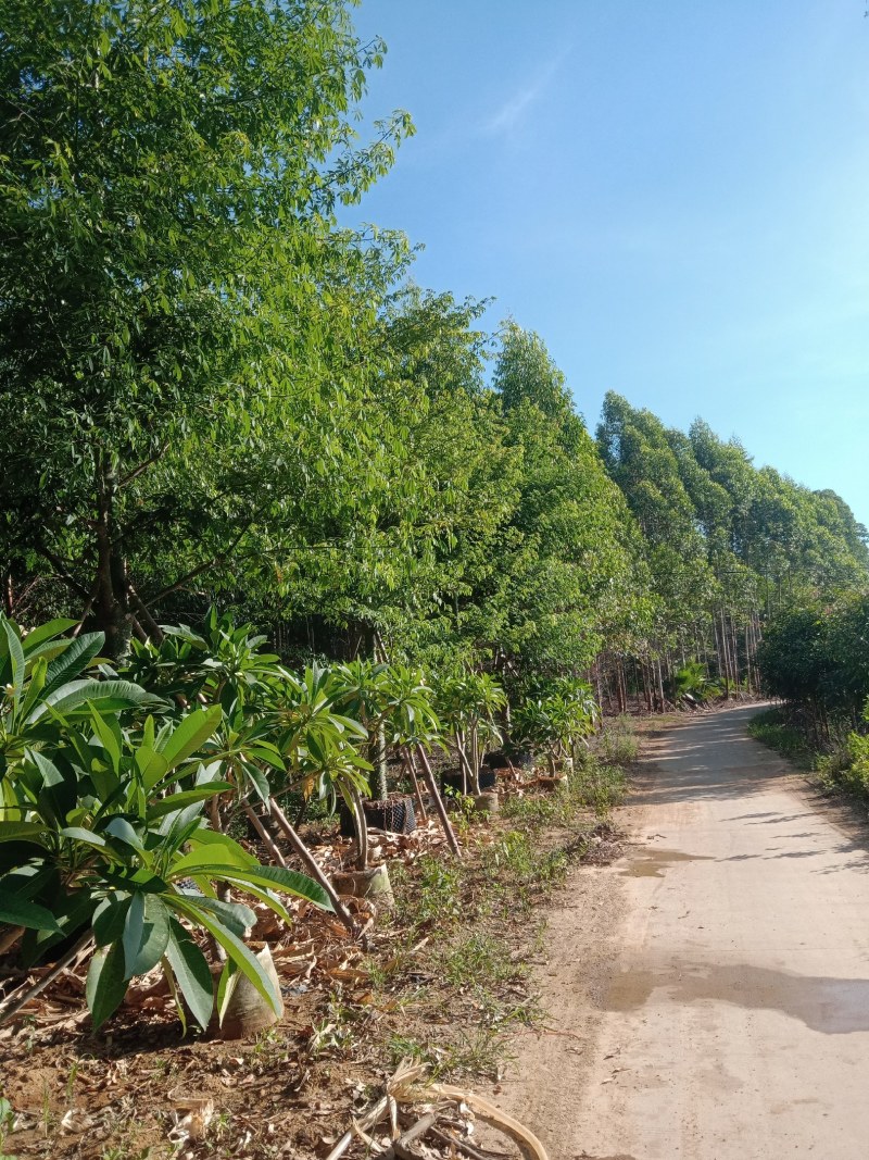 供应美丽，大腹木棉移植全冠苗