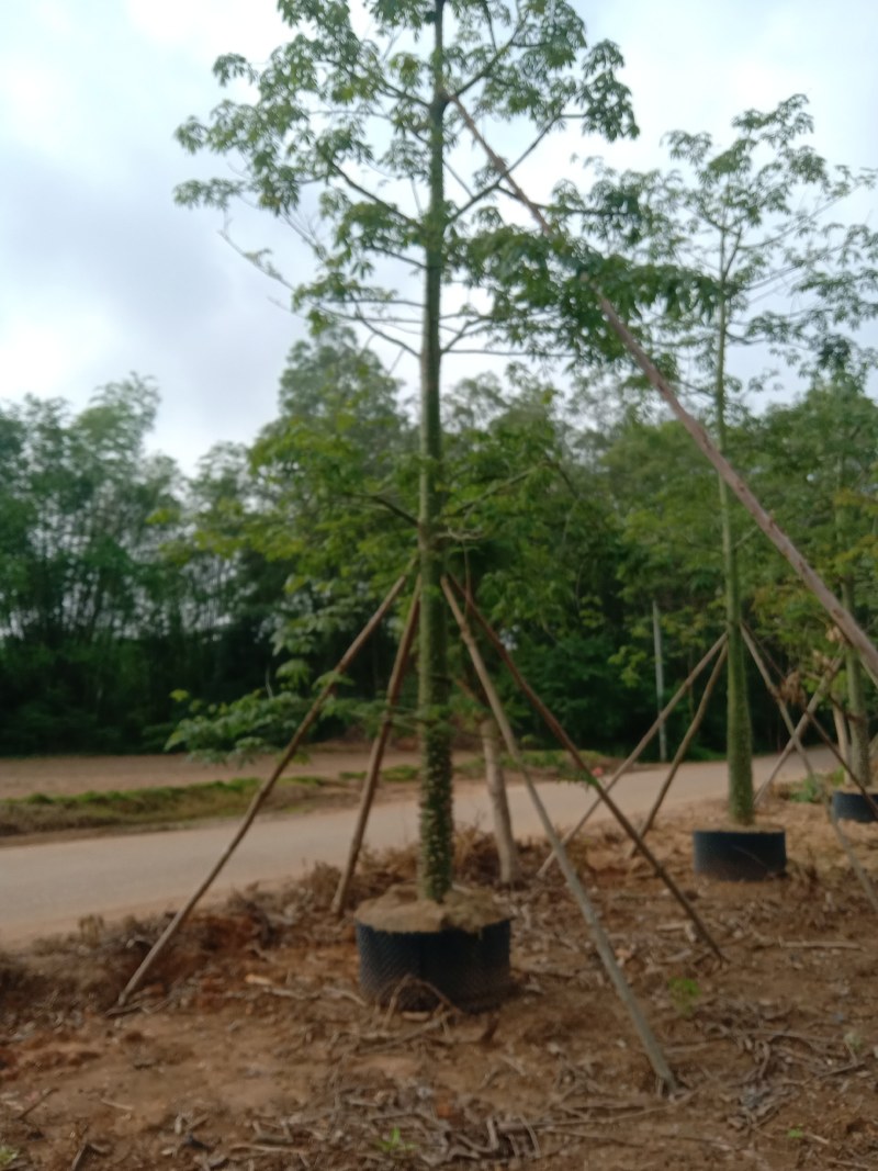 供应美丽，大腹木棉移植全冠苗