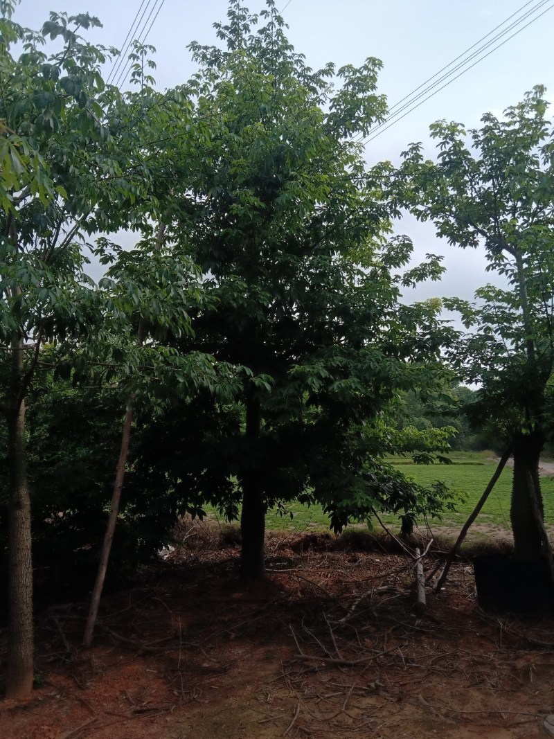 供应美丽，大腹木棉移植全冠苗