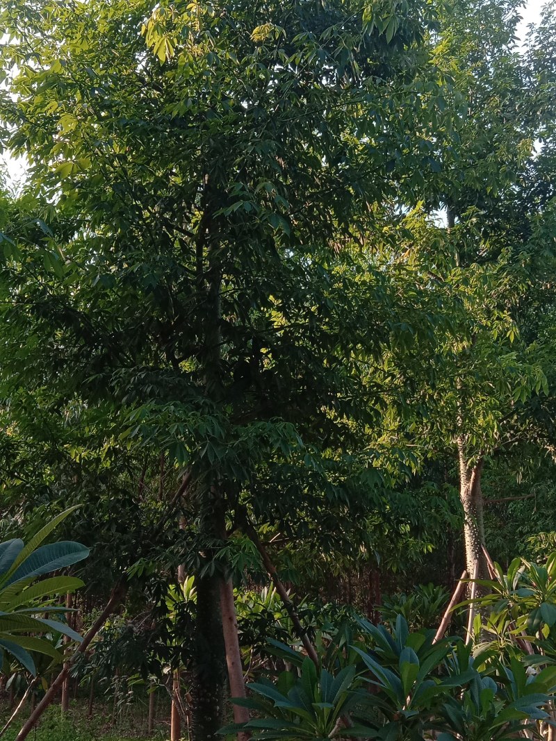 供应美丽，大腹木棉移植全冠苗