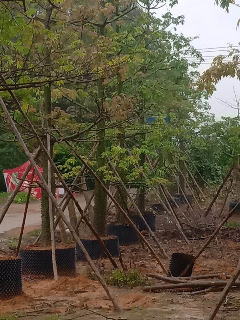 供应美丽，大腹木棉移植全冠苗
