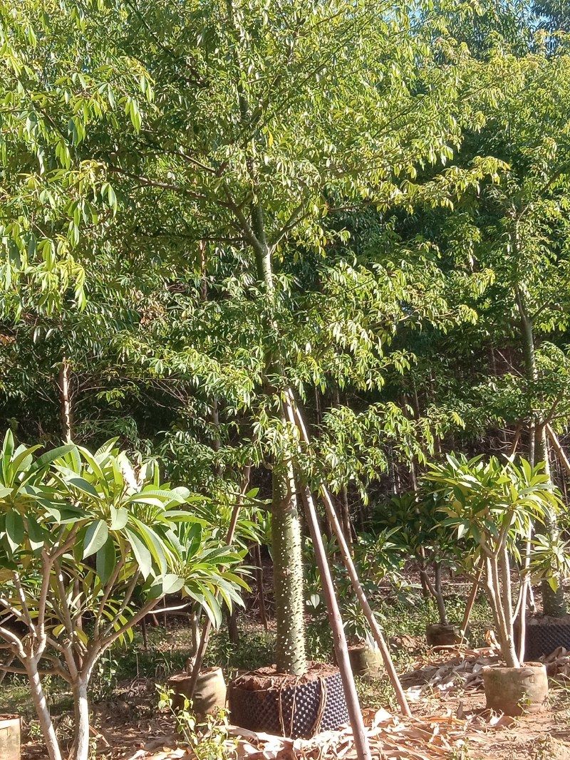 供应美丽，大腹木棉移植全冠苗