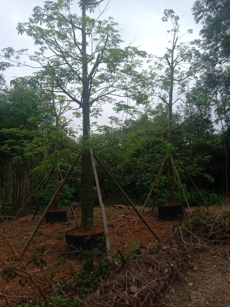 供应美丽，大腹木棉移植全冠苗