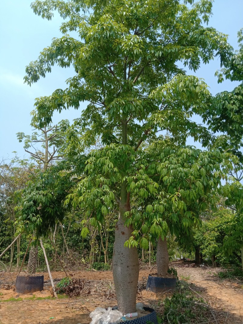 供应美丽，大腹木棉移植全冠苗