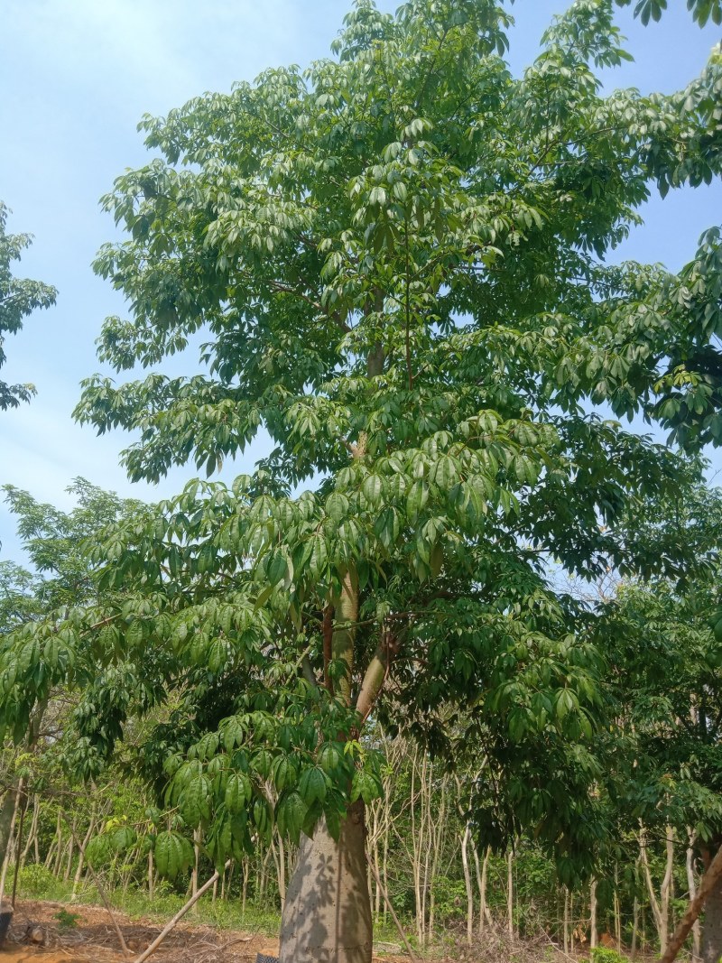 供应美丽，大腹木棉移植全冠苗
