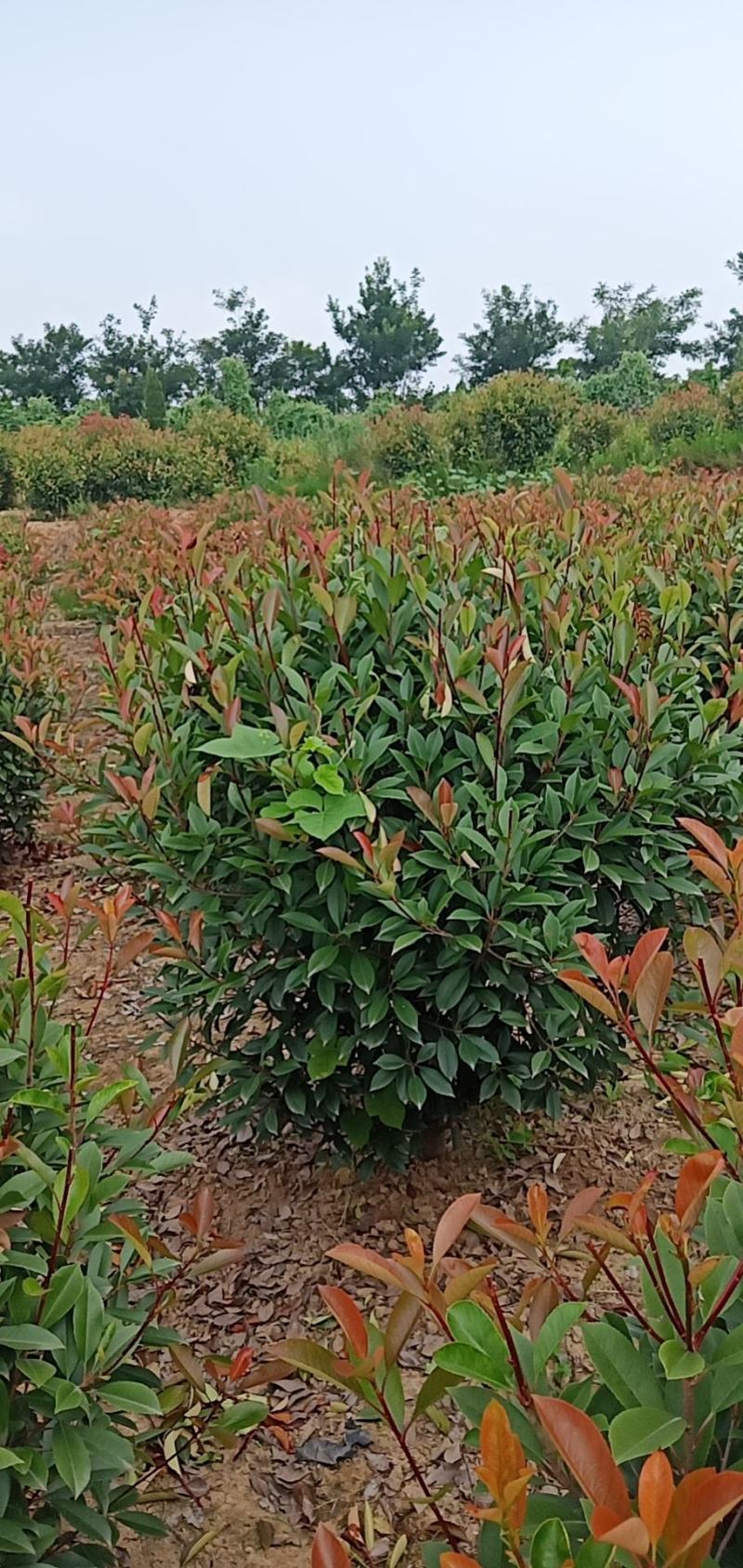 红叶石楠，60........2米球