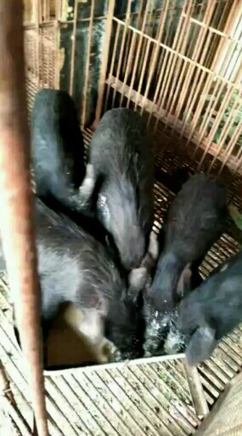小母巴马香猪多少钱一头藏香猪种苗