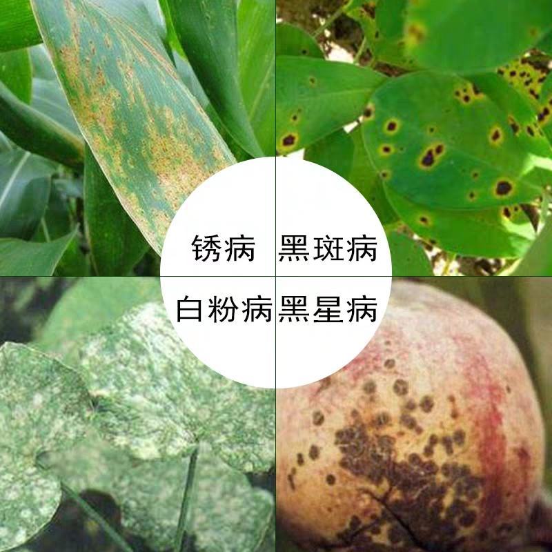 粉白状元井冈酮白粉病豆角豇豆锈病杀菌剂