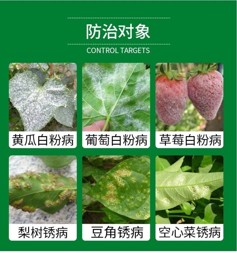 粉白状元井冈酮白粉病豆角豇豆锈病杀菌剂