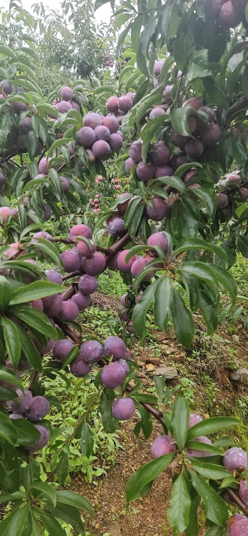 汉源应季水果黄心小脆红，脱骨离核，脆甜爽口