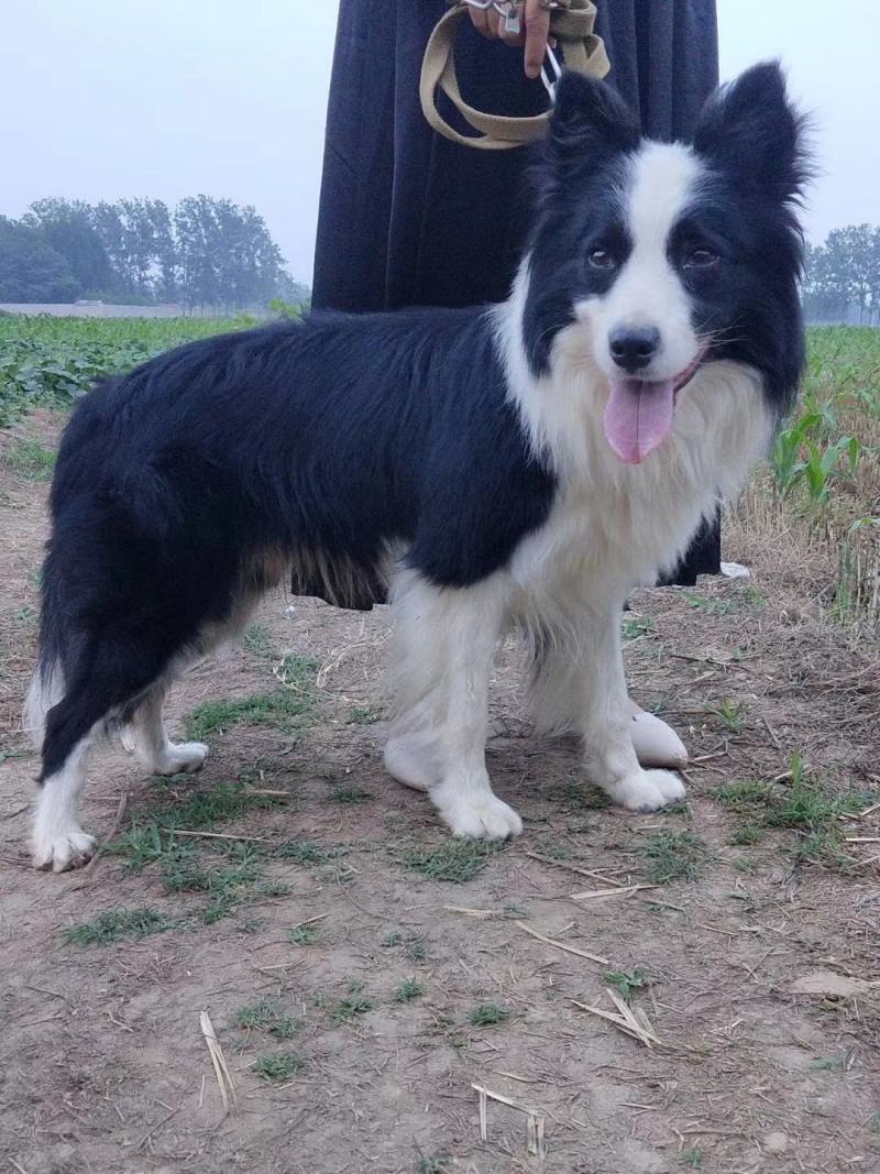 纯种边境牧羊犬、假一赔十，品种犬，全国包邮