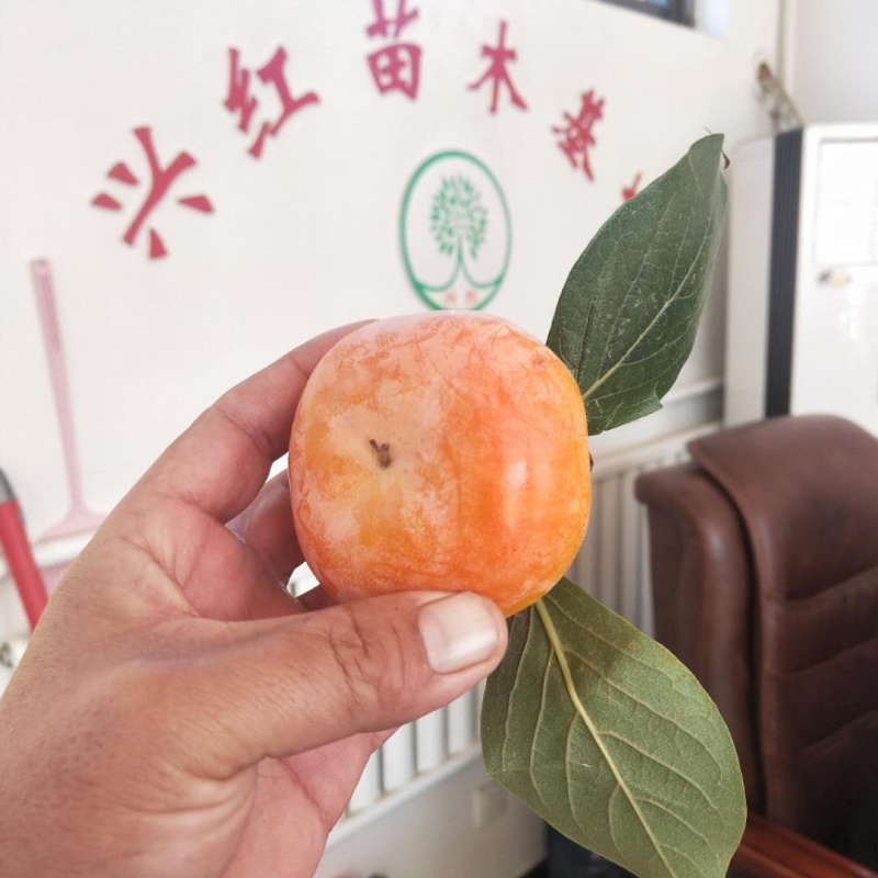 【精选】柿子树苗山东柿子树苗产地直销根系发达成活率高