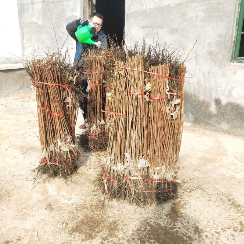 【精选】柿子树苗山东柿子树苗产地直销根系发达成活率高